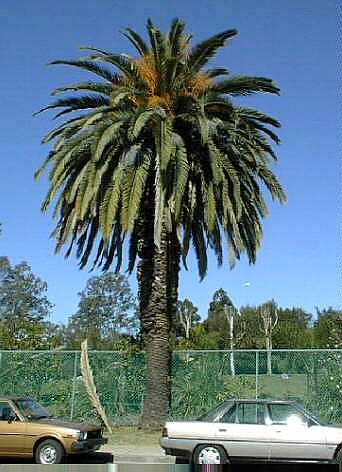 date palm seedling. Canary Island Date Palm
