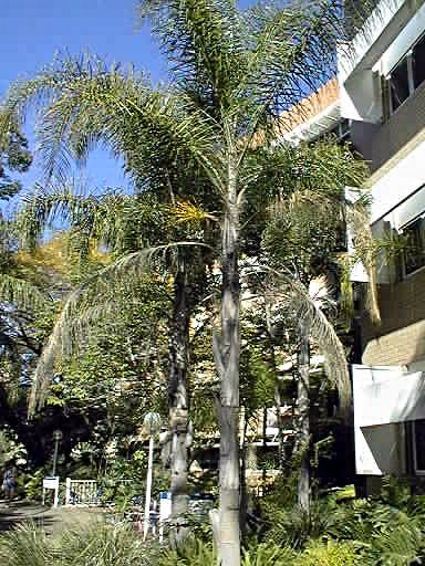 Cocus Palm