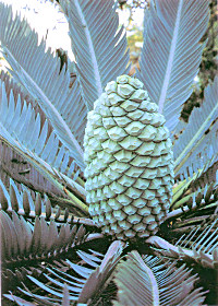 FrontCycad.jpg