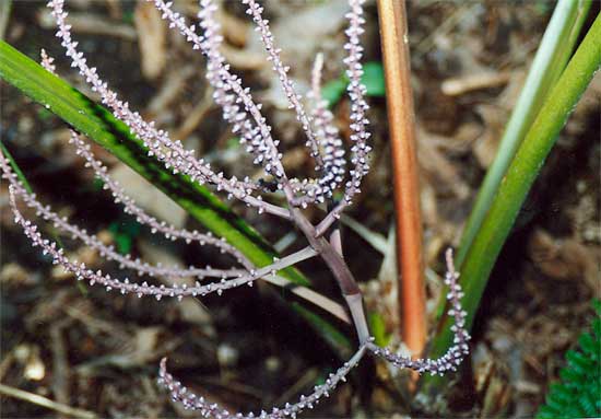 File:Heterospathe delicata02.jpg