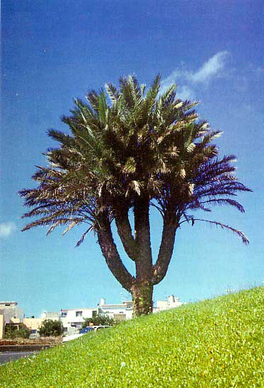 File:Phoenix dactylifera-01.jpg