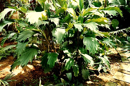 File:Arenga hookeriana1.jpg