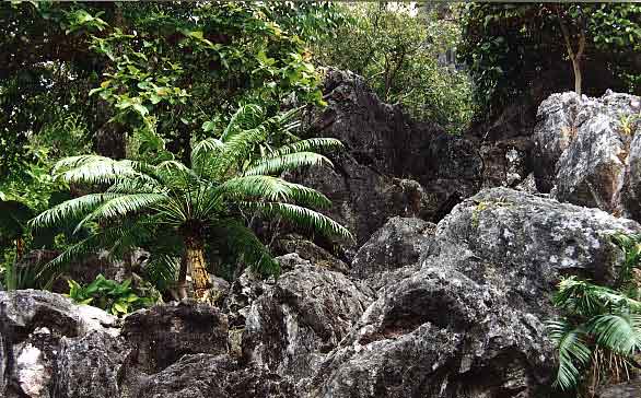 File:Cycas spWilailak01.jpg