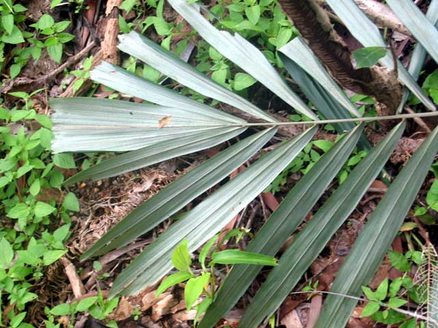 File:Arenga australasica04.jpg