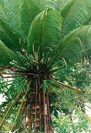 File:Cycas thourasii10-01.jpg