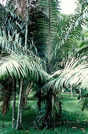 File:Arenga obtusifolia.jpg