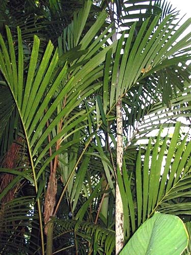 File:Gronophyllum microcarpum02.jpg