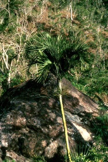 File:Cyphophoenix elegans15.jpg