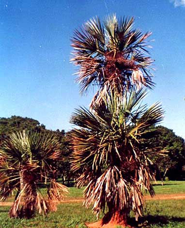 File:Trithrinax schizophylla02.jpg