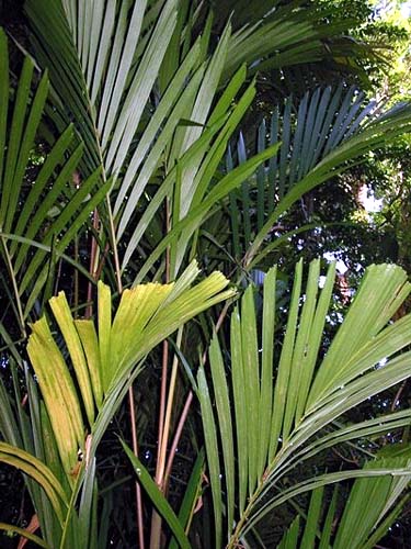 File:Gronophyllum microcarpum.jpg