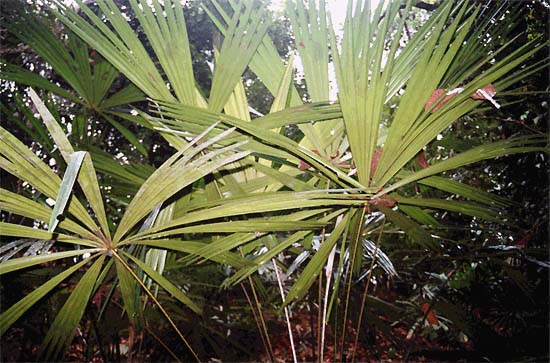 File:Pholidocarpus maiadum03.jpg