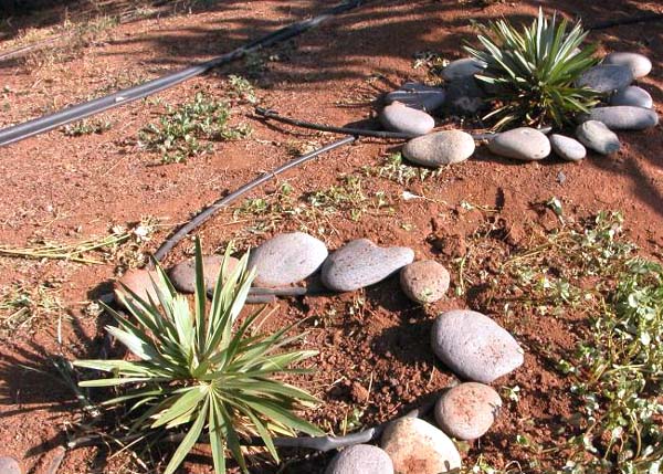 File:Thrinax ekmaniana02.jpg