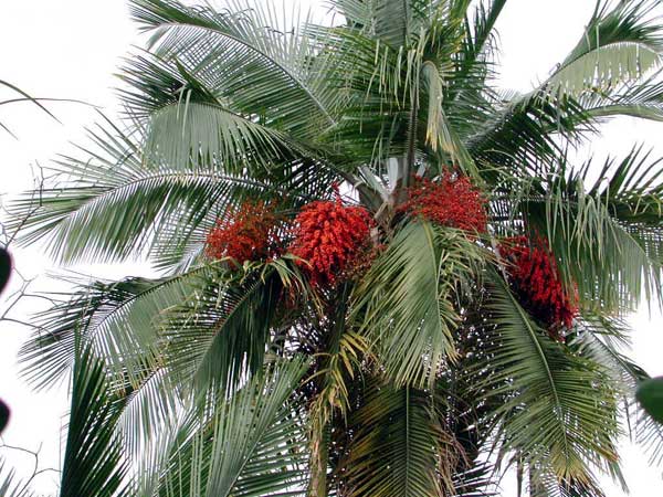 Ravenea rivularis - PACSOA Wiki