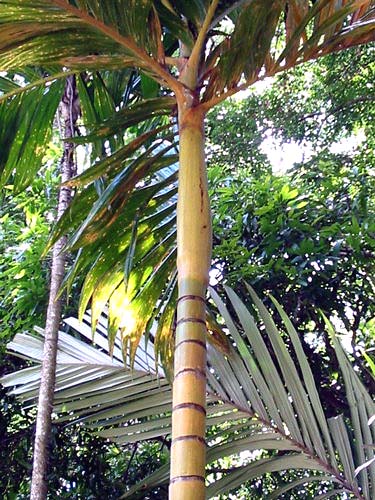 File:Areca catechualba.jpg