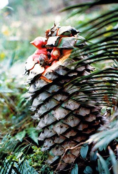 File:Lepidozamia peroffskyana08.jpg