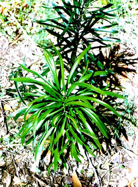 File:Macrozamia fawcettii05.jpg