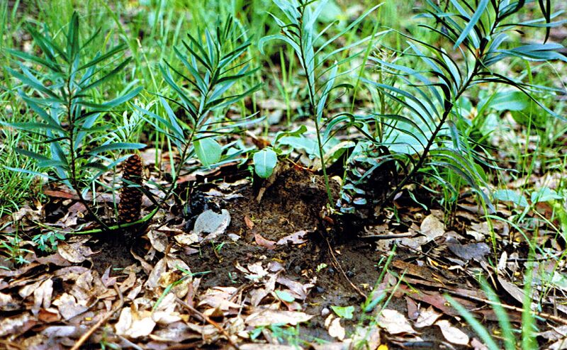 File:Macrozamia fawcettii15.jpg