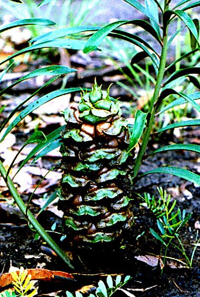 File:Macrozamia fawcettii03.jpg