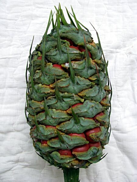 File:Macrozamia montana13.jpg