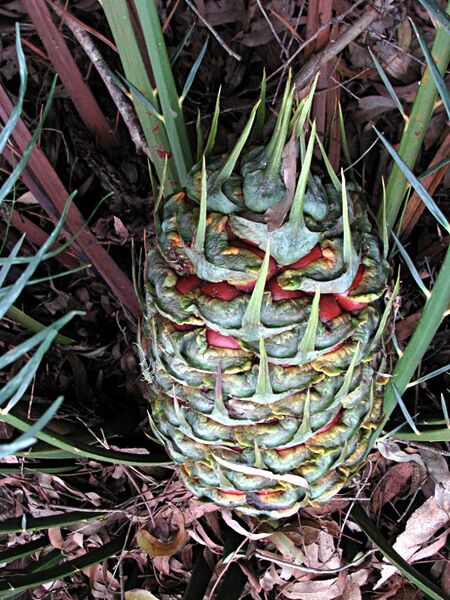 File:Macrozamia montana11.jpg