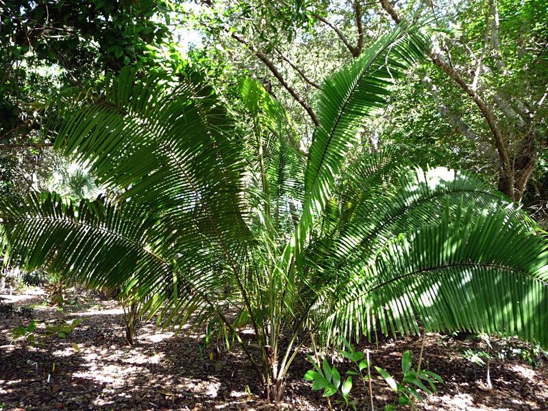 File:Attalea humilis.jpg
