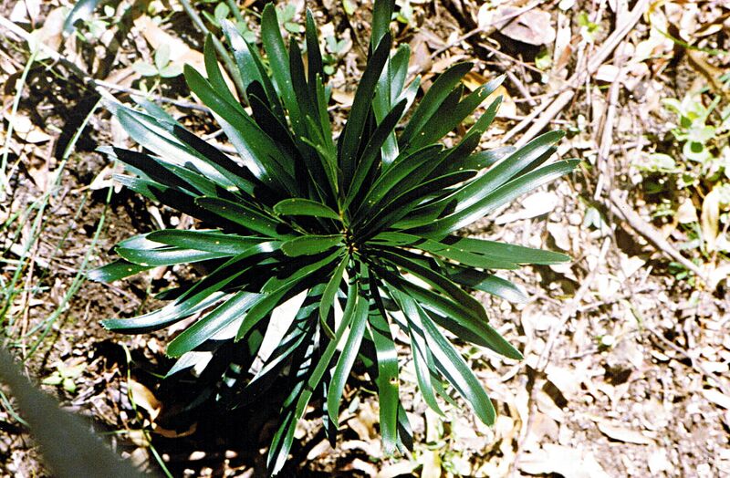File:Macrozamia fawcettii10.jpg
