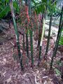 Thumbnail for version as of 09:03, 9 June 2024