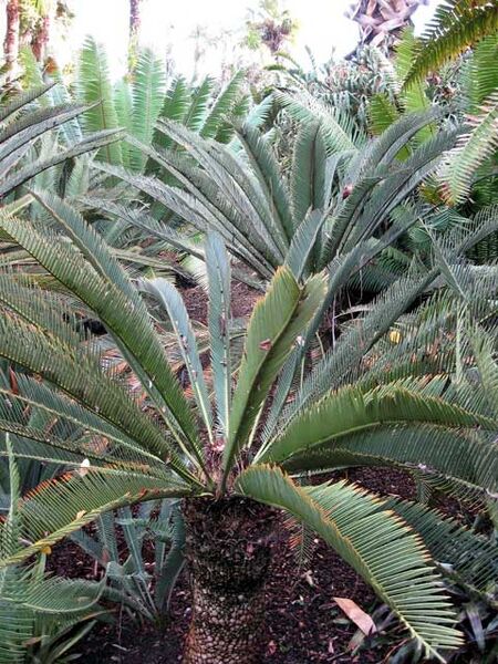 File:Dioon califanoi02.jpg
