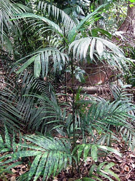 File:Pinanga watanaiana.jpg