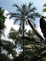 Thumbnail for version as of 02:54, 6 August 2024