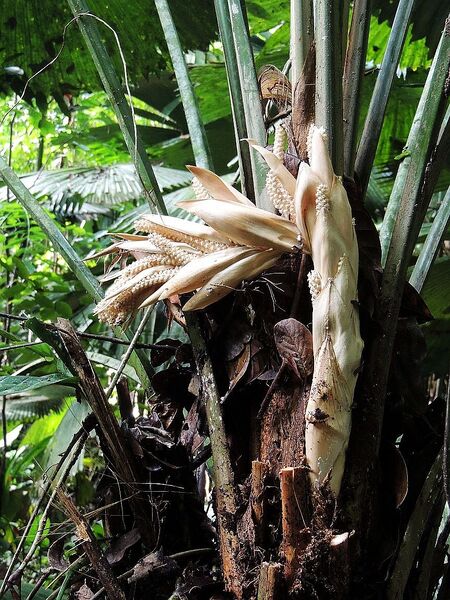 File:Sabinaria magnifica06.jpg
