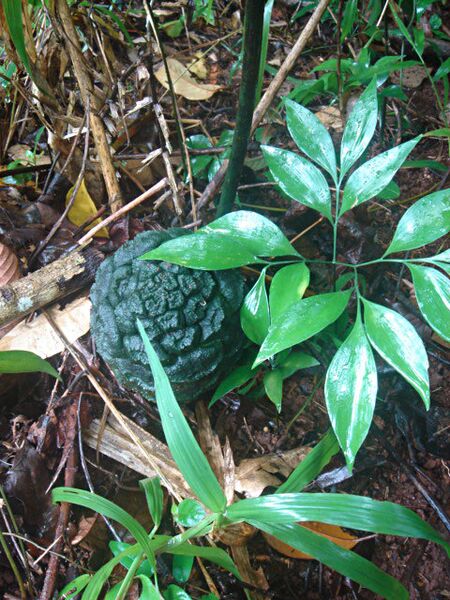 File:Bowenia spectabilisB07.jpg