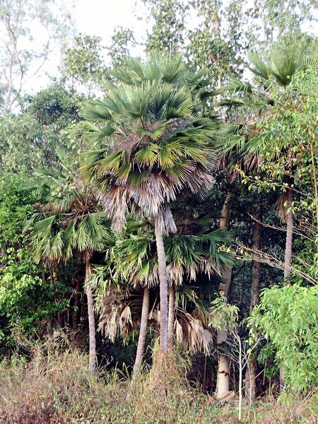 File:Livistona muelleri.jpg
