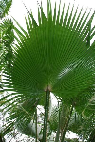File:Washingtonia robusta.jpg