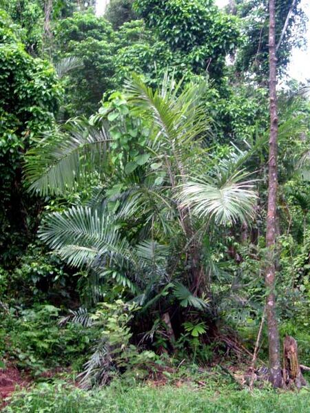 File:Arenga australasica.jpg