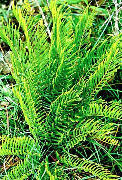 File:Zamia pumila03.jpg