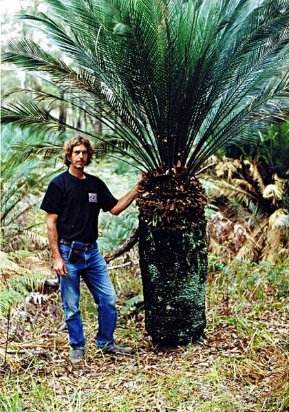 File:Macrozamia communis.jpg