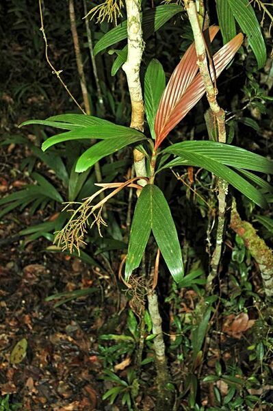 File:Dypsis hildebrandtii03.jpg