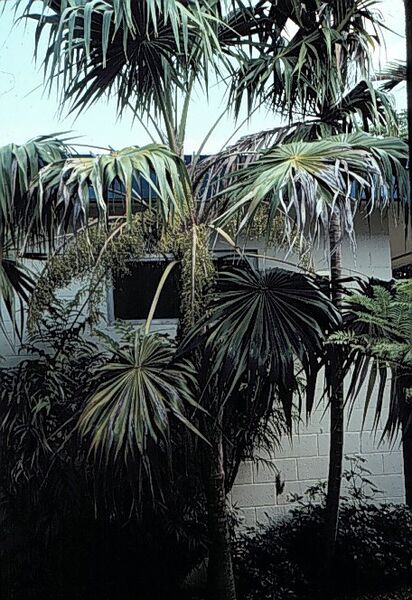 File:Thrinax radiata.jpg