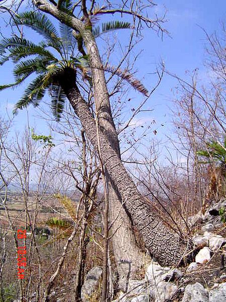 File:Cycas nongnoochiae.jpg