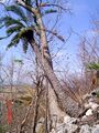 Thumbnail for version as of 09:15, 9 June 2024