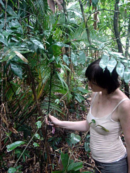 File:Bowenia spectabilisB05.jpg