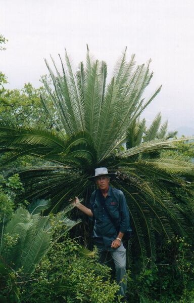 File:Dioon purpusiiL.jpg