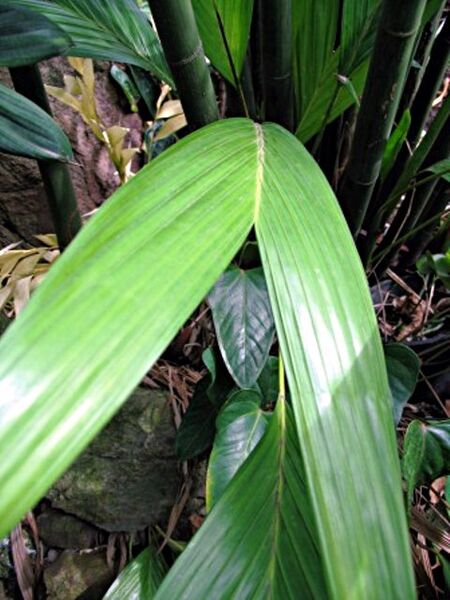 File:Dypsis procera.jpg