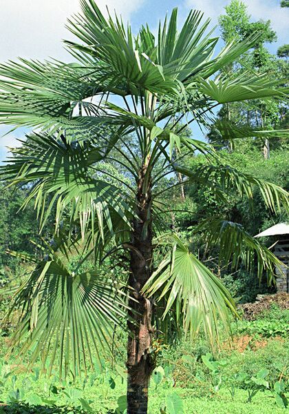 File:Trachycarpus latisectus03.jpg