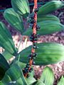 Figure 5. Infructescence.