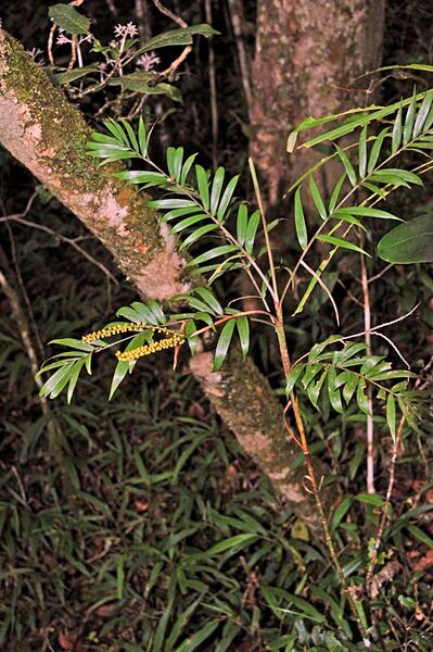 File:Dypsis concinna02.jpg