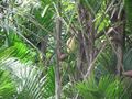 Thumbnail for version as of 08:31, 9 June 2024