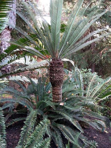 File:Dioon califanoi.jpg