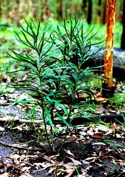 File:Macrozamia fawcettii.jpg